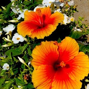 Meet your Posher, JF